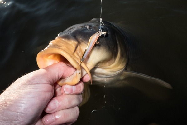 8 cebos efectivos para la pesca de la carpa en primavera y verano