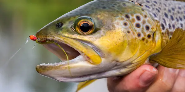 Los 10 mejores consejos de pesca para capturar más peces