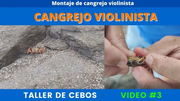 Cómo atrapar cangrejos violinistas como cebo