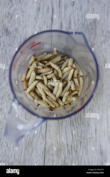 Cómo enganchar gusanos de harina, gusanos de cera, gusanos y otras larvas de insectos