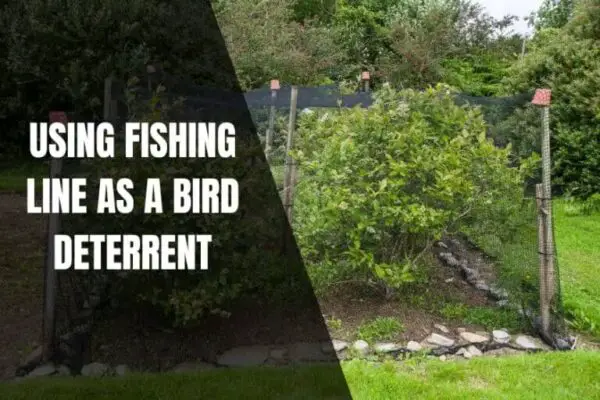 Disuasión de aves con línea de pesca: ¡la solución definitiva para mantener alejadas a las molestas aves!
