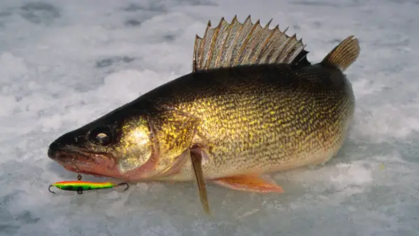 ¿Cuál es el mejor tamaño de anzuelo para la pesca en hielo de leucomas?
